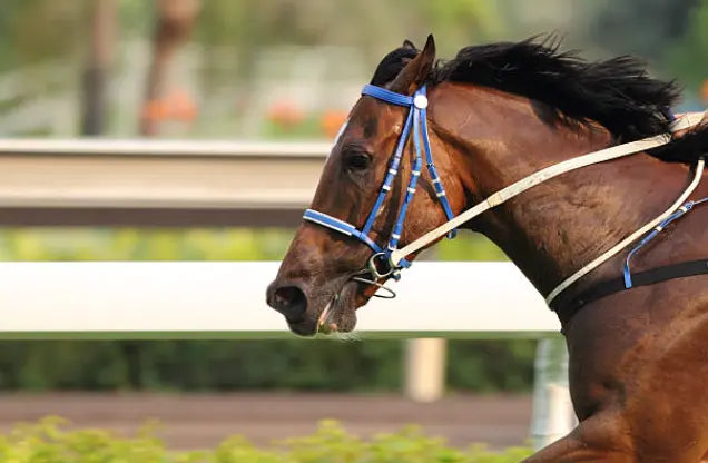 Natural Pet Ointment for Equine - Tvati Pet Product