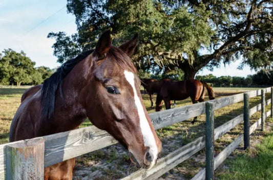 Natural Pet Ointment for Equine - Tvati Pet Product