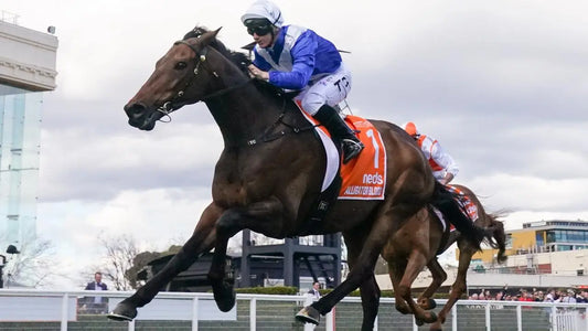 Alligator Blood recovering at the farm, showcasing his progress thanks to Tvati Pet treatment for a severe injury.