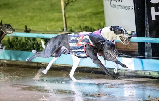 Weblec Eagle Soars in Spectacular Comeback Thanks to Tvati