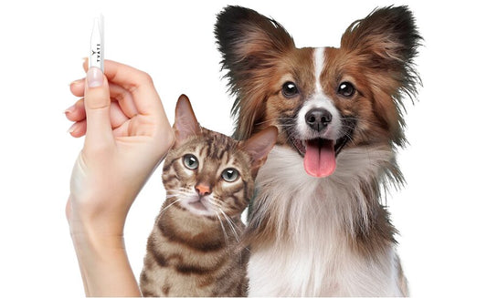 Sustainably Sourced Tvati Pet Mobility & Joint Massage Oil Offers Revolutionary Relief