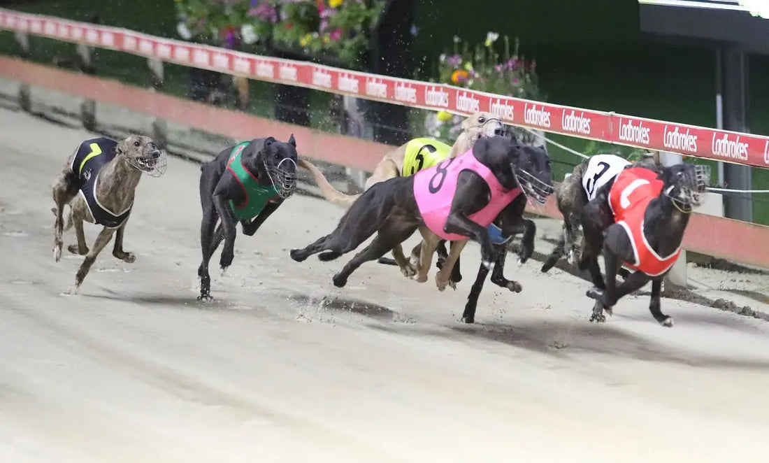 Veterinarians Dr John Newell and Dr Chris Papantonio, now working with Tvati Pet to support natural injury recovery in animals