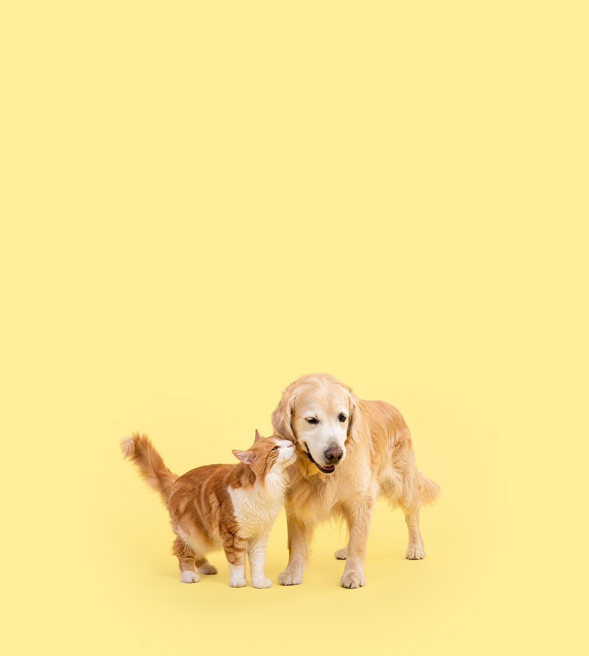 Arthritis in pets isn’t one problem with one solution.