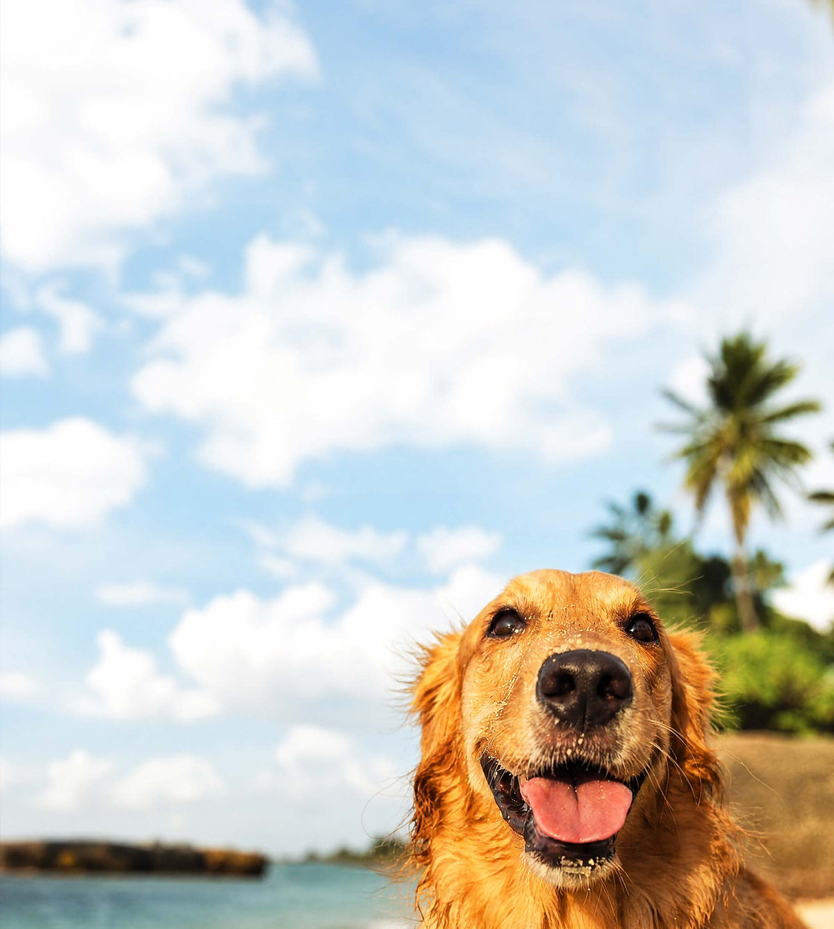 Sustainably Sourced Tvati Pet Mobility & Joint Massage Oil Offers Revolutionary Relief