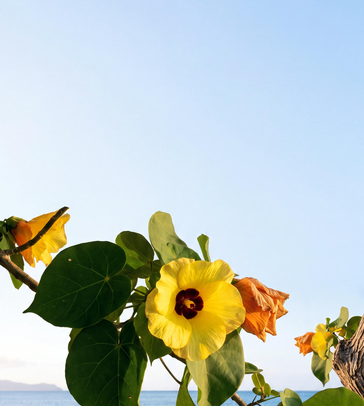 Cook Islands Sea Hibiscus: Why Origin Matters