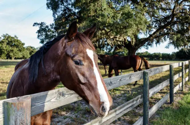 Natural Pet Ointment for Equine - Tvati Pet Product 
