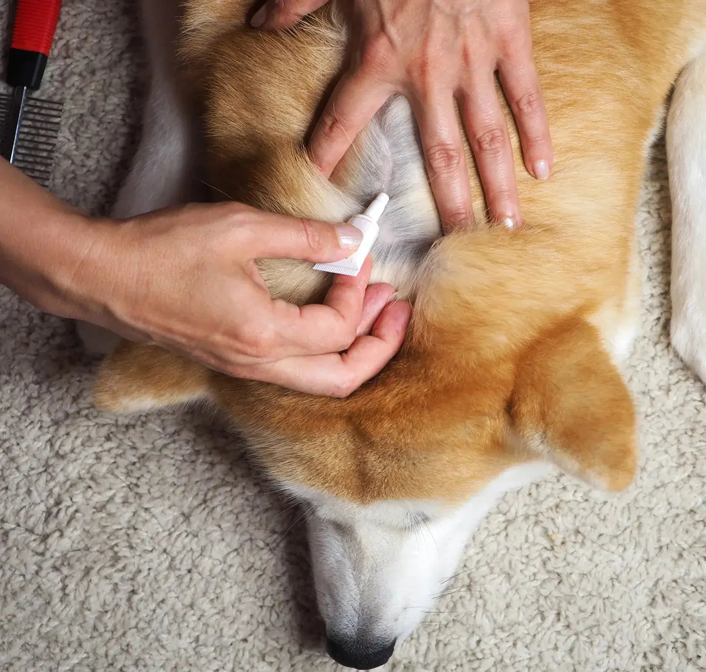 Pet Using Tvati Product