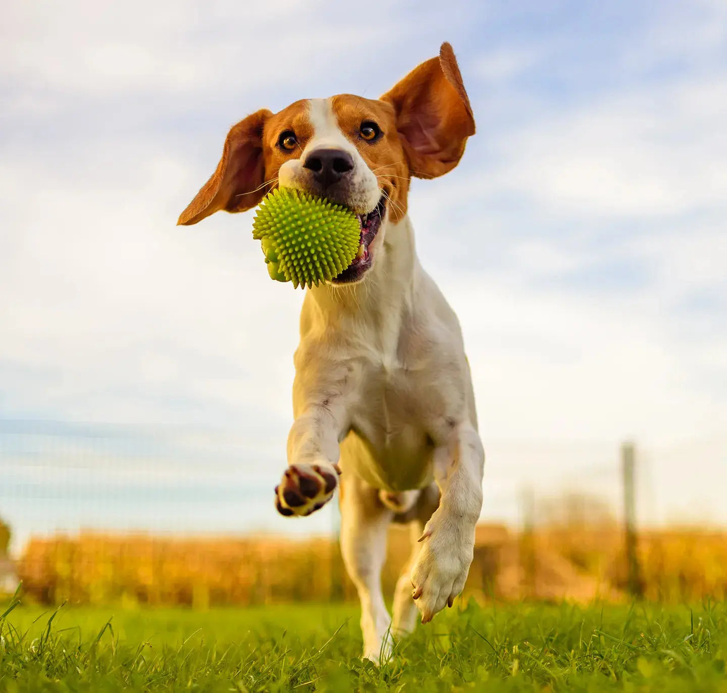 Natural Pet Ointment for Joint - Tvati Pet Product 