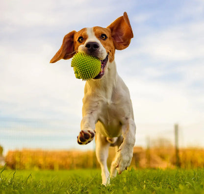 Natural Pet Ointment for Joint - Tvati Pet Product 