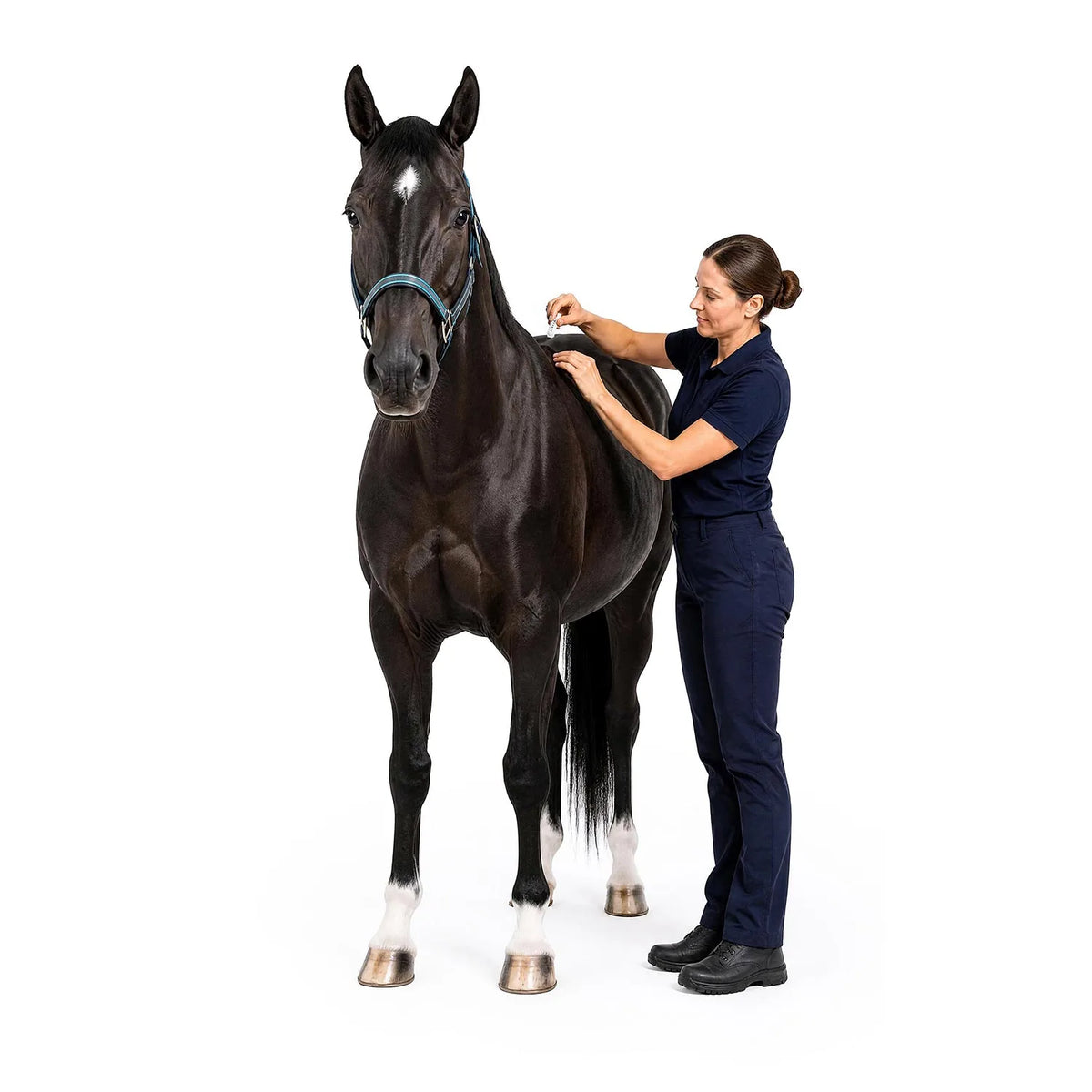 Tvati Equine