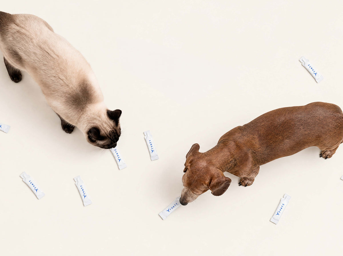 Cats and dogs with Tvati topical formula vials