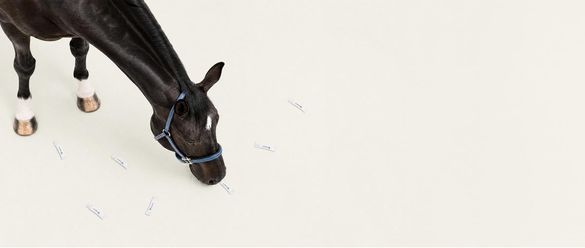Horse with Tvati topical formula vials