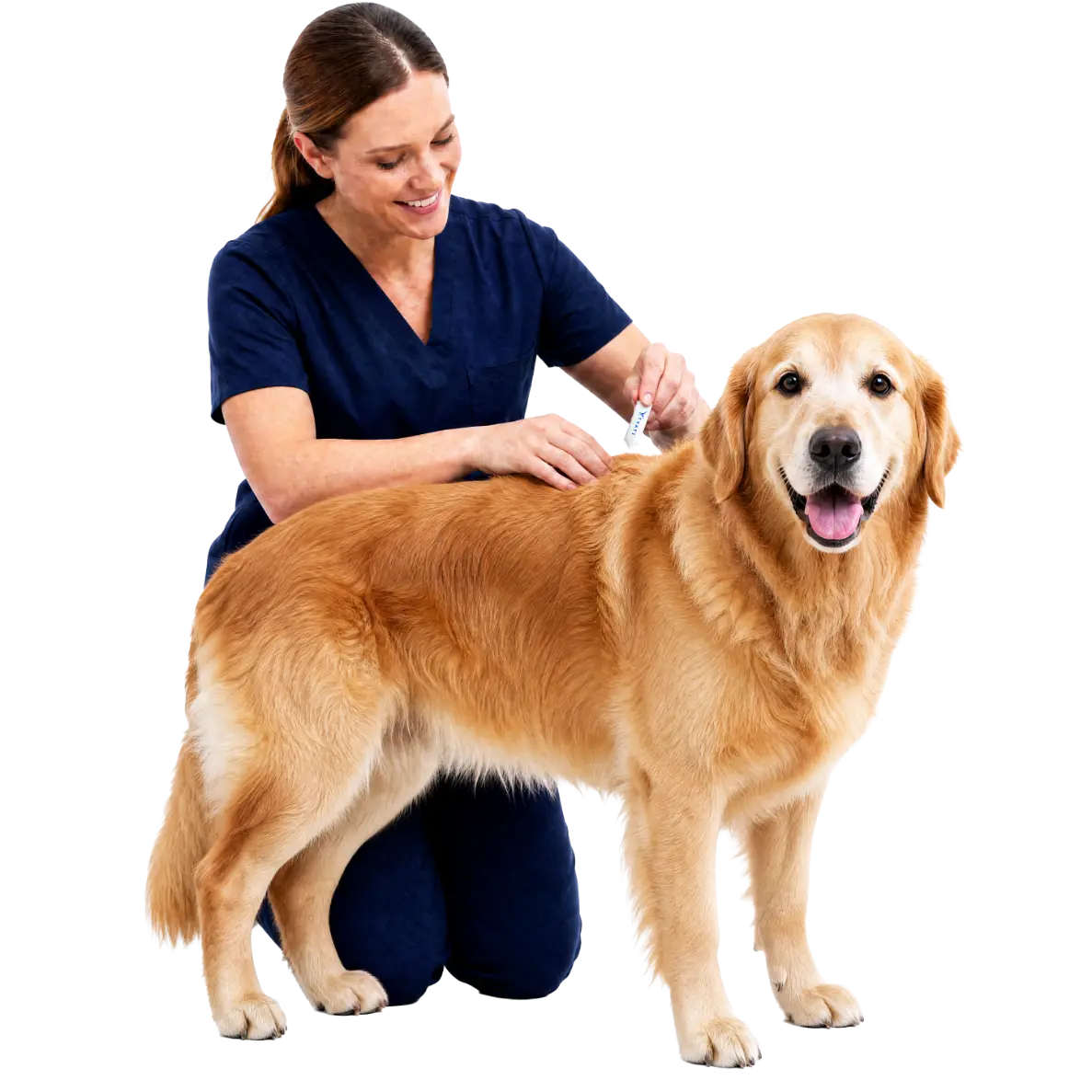 Dog receiving topical Tvati support