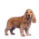 MEDIUM